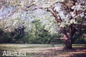 Spring Tree public domain - Alleluia